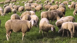 Aproximativ 400 de oi ucise la Umbrărești, în Galați. Trei familii de crescători, lăsate fără munca de-o viață