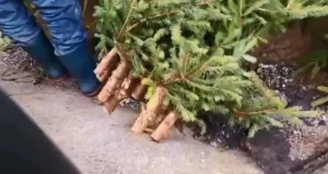 „Brazi de nuntă”, tăiați din aria protejată a Parcului Natural Bucegi. Doi bărbați, prinși de jandarmi când îi încărcau în mașină
