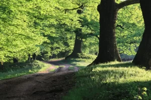 UE protejează gândacul care roade stejarii seculari din interior. România s-a conformat imediat