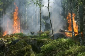 Incendiul din Parcul Domogled continuă. Uscăturile ”biodiversității” ard mocnit. Activiștii de mediu nu înțeleg fenomenul