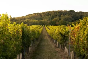 O bandă a golit o cramă din Toscana. A furat vinuri de 5 milioane de euro