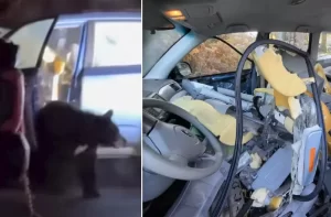 „Șofer” nepoftit în maşină. Un urs a rămas blocat într-un Subaru și a făcut prăpăd VIDEO