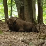 Șocant! Zimbru de aproape o tonă, găsit decapitat la doar o zi după ce fusese îngrijit de veterinari