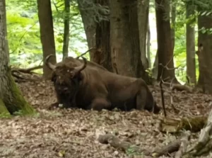 Șocant! Zimbru de aproape o tonă, găsit decapitat la doar o zi după ce fusese îngrijit de veterinari